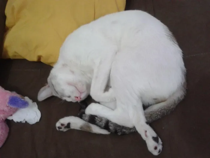 Gato raça  idade 3 anos nome theo