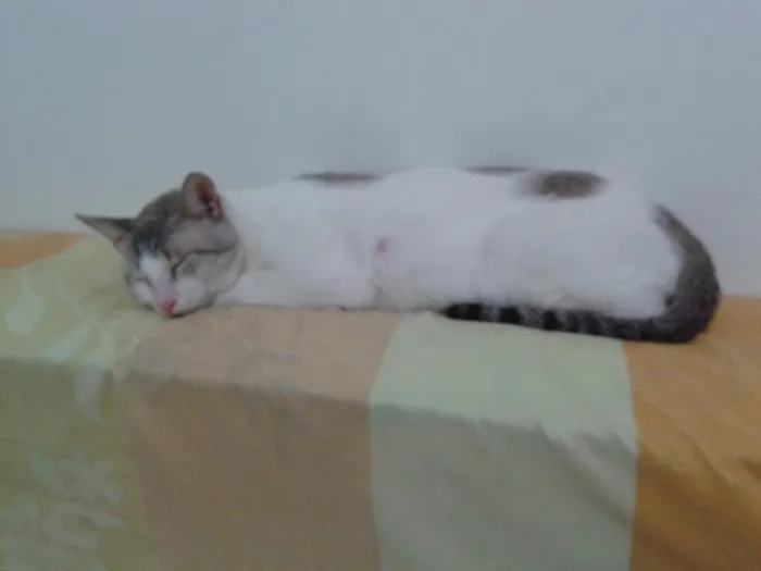 Gato raça  idade 3 anos nome theo