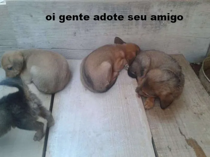 Cachorro ra a mestiso idade 2 a 6 meses nome bela 