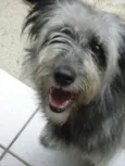 Lilica