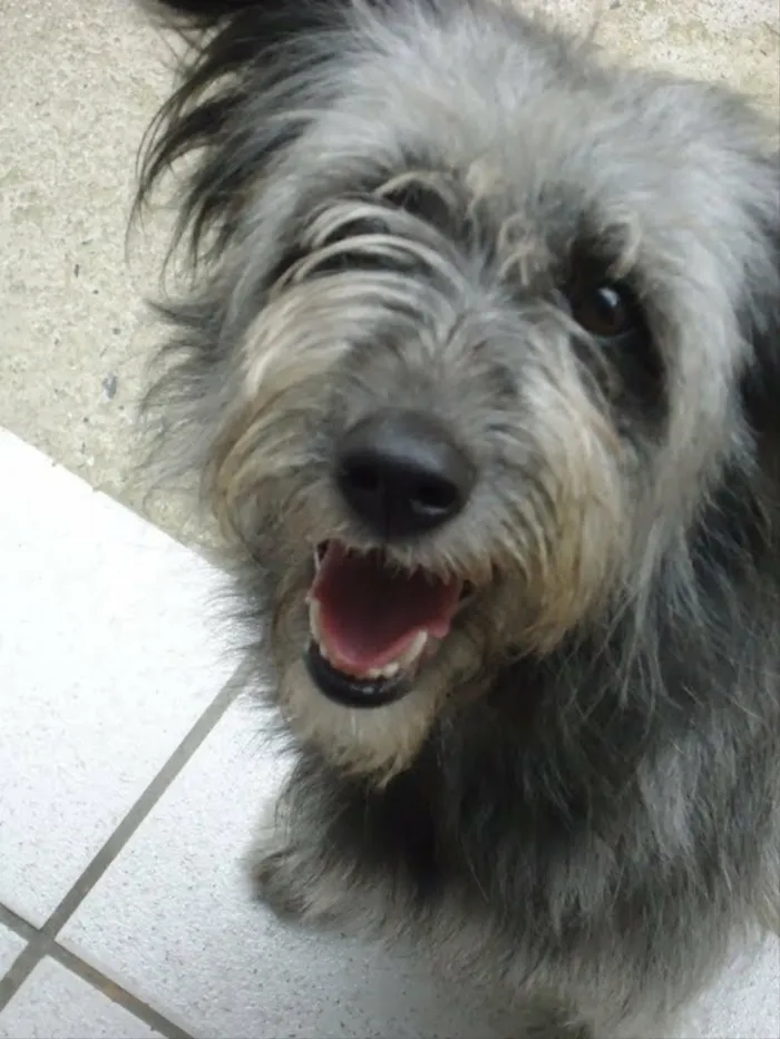 Cachorro ra a SRD idade 6 ou mais anos nome Lilica