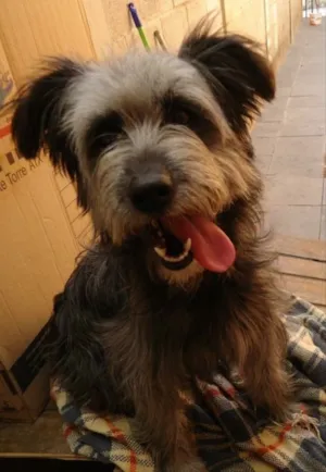 Cachorro raça SRD idade 6 ou mais anos nome Lilica