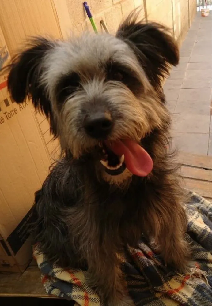 Cachorro ra a SRD idade 6 ou mais anos nome Lilica
