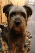 Lilica