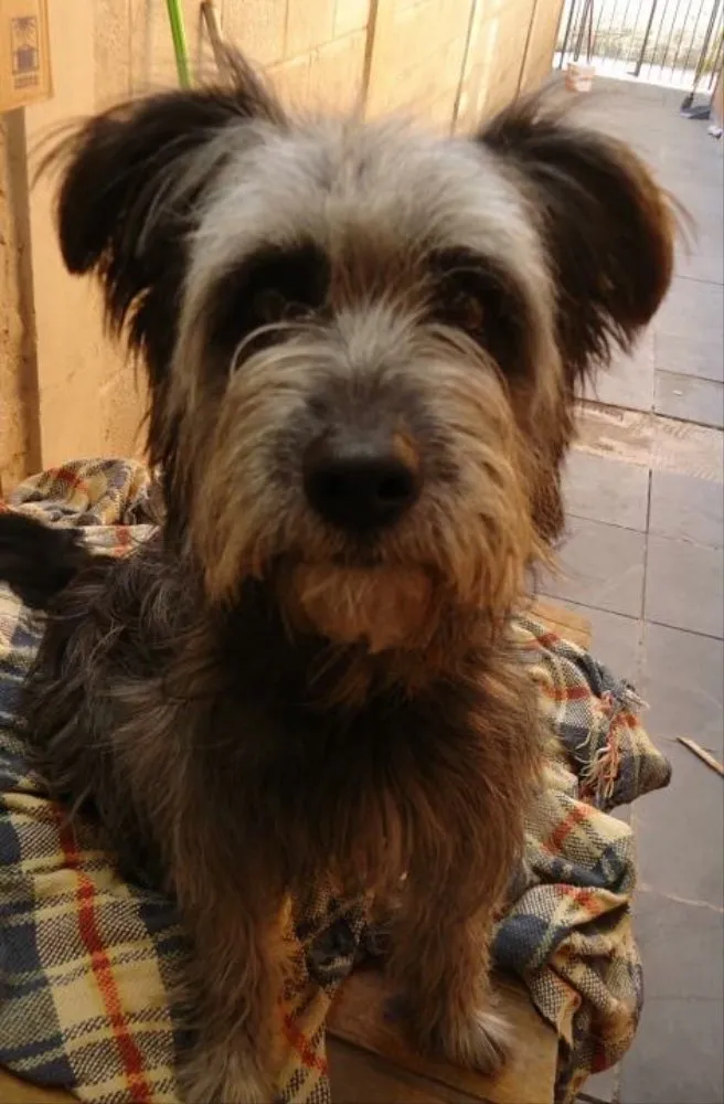 Cachorro ra a SRD idade 6 ou mais anos nome Lilica