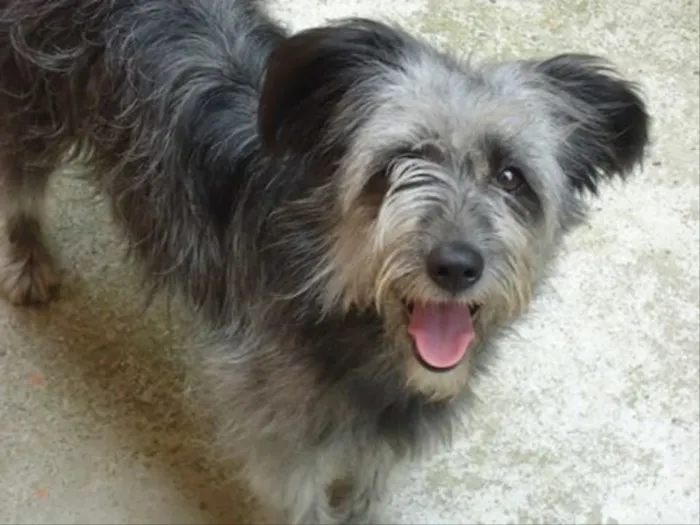 Cachorro ra a SRD idade 6 ou mais anos nome Lilica