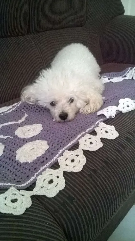 Cachorro ra a Poodle idade 6 ou mais anos nome Bolinha