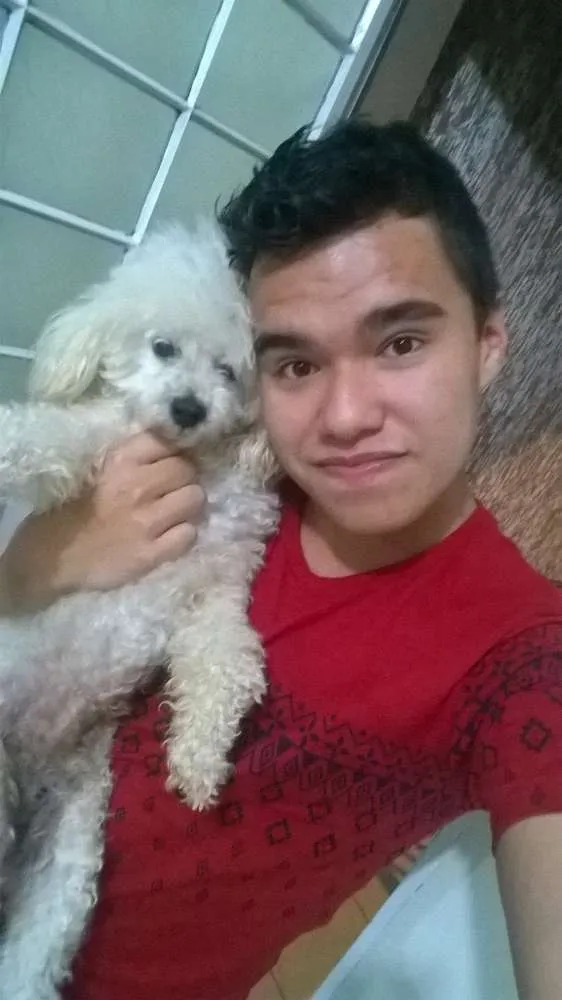 Cachorro ra a Poodle idade 6 ou mais anos nome Bolinha