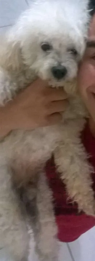 Cachorro ra a Poodle idade 6 ou mais anos nome Bolinha