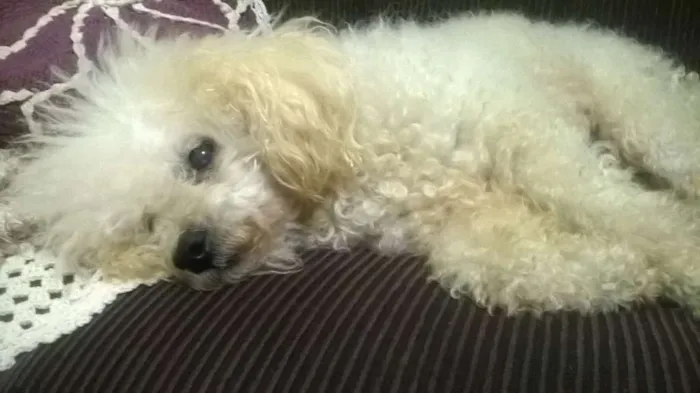 Cachorro ra a Poodle idade 6 ou mais anos nome Bolinha