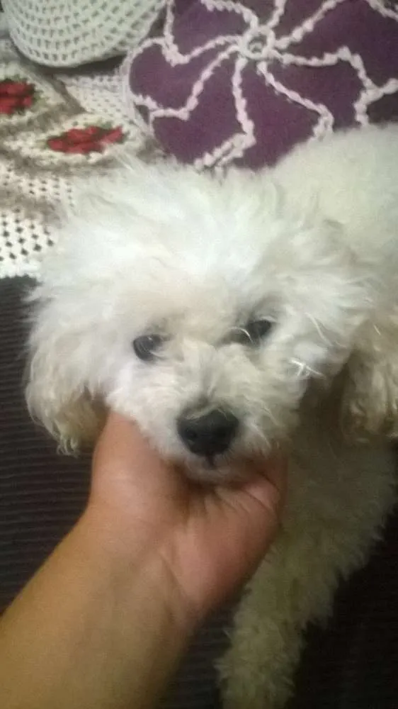 Cachorro ra a Poodle idade 6 ou mais anos nome Bolinha