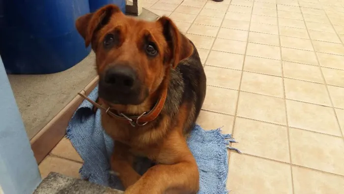 Cachorro ra a SRD  idade 7 a 11 meses nome Rex Jack Cachorrão 
