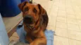 Rex Jack Cachorrão