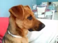 Rex Jack Cachorrão