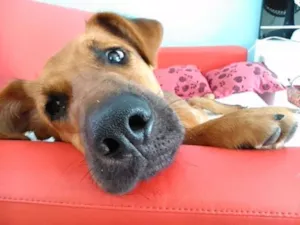 Cachorro raça SRD  idade 7 a 11 meses nome Rex Jack Cachorrão 