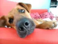 Rex Jack Cachorrão