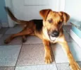 Rex Jack Cachorrão