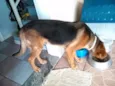 Rex Jack Cachorrão