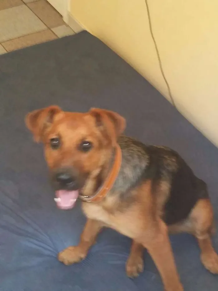 Cachorro ra a SRD  idade 7 a 11 meses nome Rex Jack Cachorrão 