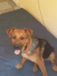 Rex Jack Cachorrão
