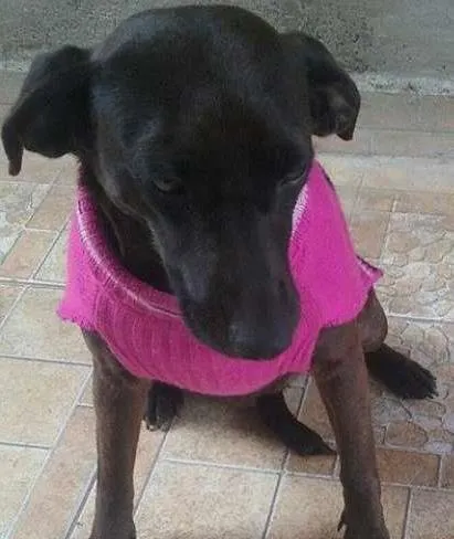 Cachorro ra a srd idade 1 ano nome nene