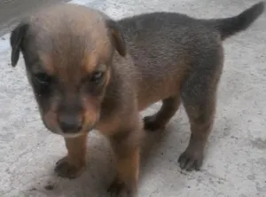 Cachorro raça srd idade Abaixo de 2 meses nome s/n