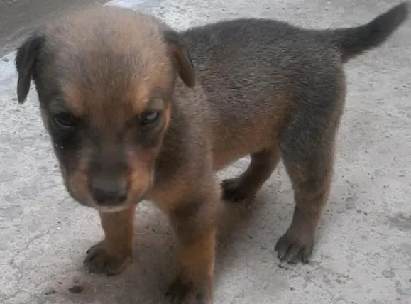 Cachorro ra a srd idade Abaixo de 2 meses nome s/n