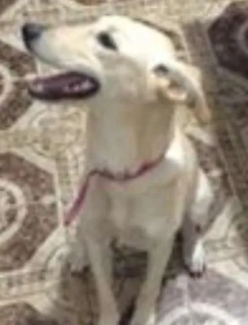 Cachorro ra a SRD idade 7 a 11 meses nome Pipoca