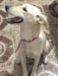 Pipoca
