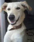 Pipoca