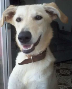 Cachorro raça SRD idade 7 a 11 meses nome Pipoca