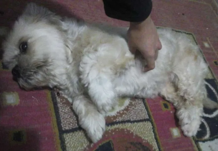 Cachorro ra a Shih tzu idade 6 ou mais anos nome Sem nome.