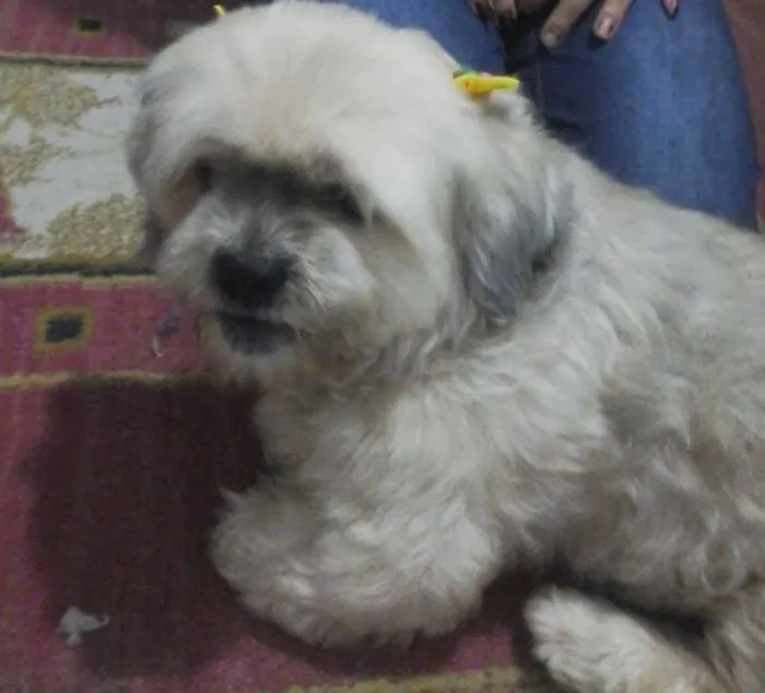 Cachorro ra a Shih tzu idade 6 ou mais anos nome Sem nome.