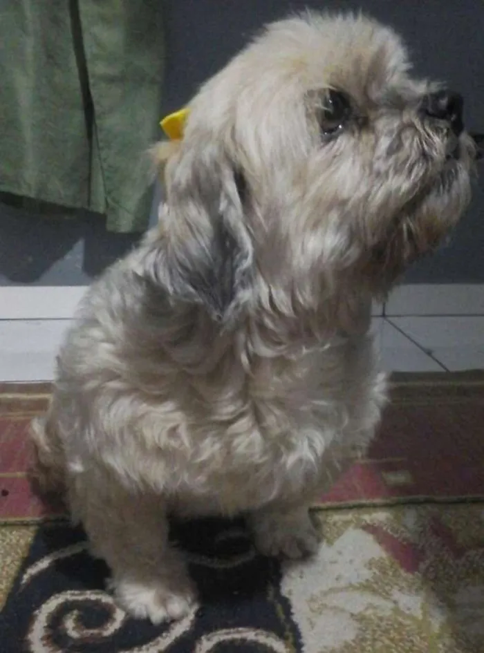 Cachorro ra a Shih tzu idade 6 ou mais anos nome Sem nome.