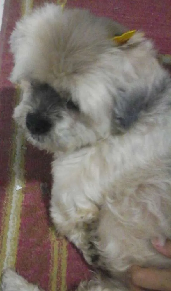 Cachorro ra a Shih tzu idade 6 ou mais anos nome Sem nome.