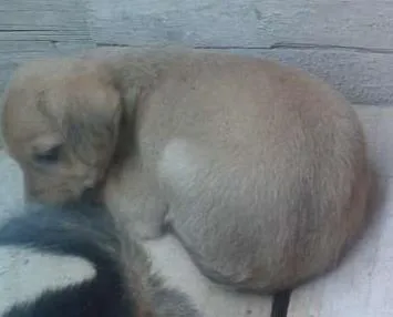 Cachorro ra a mestiso idade 2 a 6 meses nome bela 