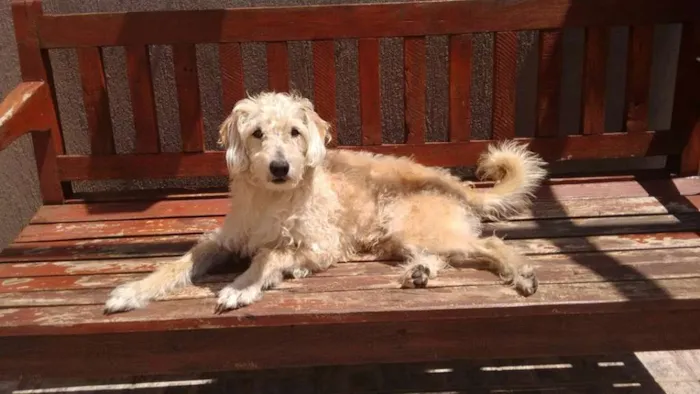 Cachorro ra a SRD idade 6 ou mais anos nome Sem Nome