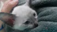 Minie 