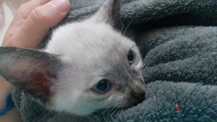 Gato ra a Siamês  idade Abaixo de 2 meses nome Minie 