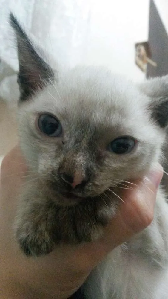 Gato ra a Siamês  idade Abaixo de 2 meses nome Minie 