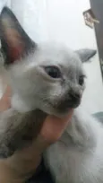 Minie 