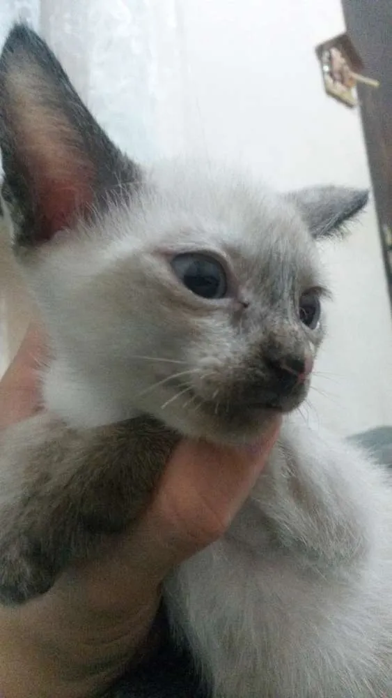 Gato ra a Siamês  idade Abaixo de 2 meses nome Minie 