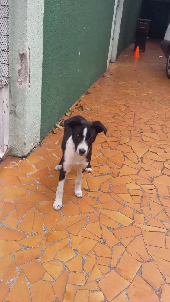 Cachorro raça Não sei  idade 7 a 11 meses nome Pretinha 