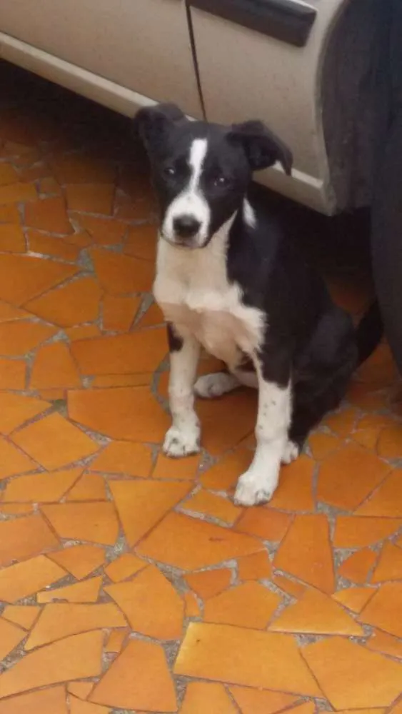 Cachorro raça Não sei  idade 7 a 11 meses nome Pretinha 