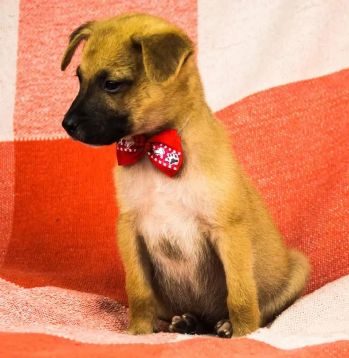 Cachorro ra a SRD idade 2 a 6 meses nome BOOMER