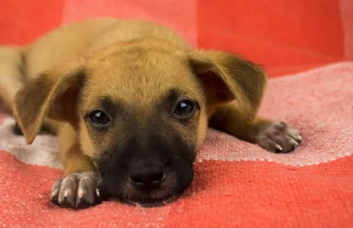 Cachorro ra a SRD idade 2 a 6 meses nome BOOMER