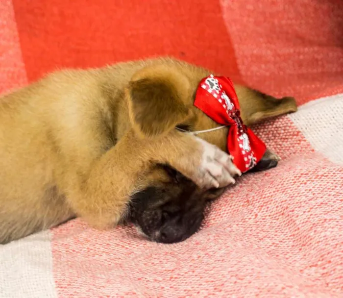 Cachorro ra a SRD idade 2 a 6 meses nome BOOMER