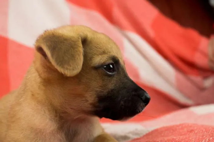Cachorro ra a SRD idade 2 a 6 meses nome BOOMER