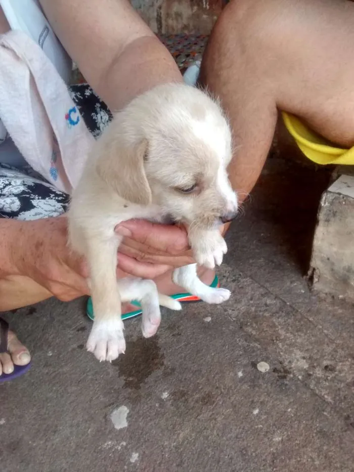 Cachorro ra a Poodle com viralata idade Abaixo de 2 meses nome Filhotes
