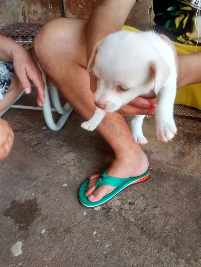 Cachorro ra a Poodle com viralata idade Abaixo de 2 meses nome Filhotes